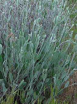 Close picture of snow buckwheat - Eriogonum niveum