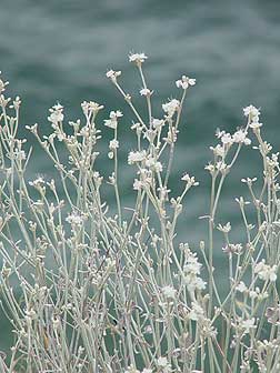 Snow Buckwheat pictures and information - Eriogonum niveum