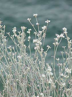 Snow buckwheat picture in bloom - August
