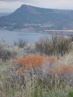 Picture of snow buckwheat flowers in Fall