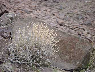 Cushion buckwheat - Eriogonum Ovalifolium