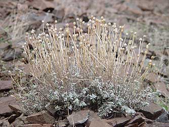 Picture of cushion buckwheat in rocks