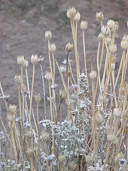 Picture of dry flower stems of cushion buckwheat in January