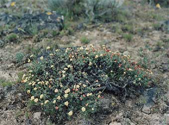 Douglas buckwheat - Eriogonum douglasii