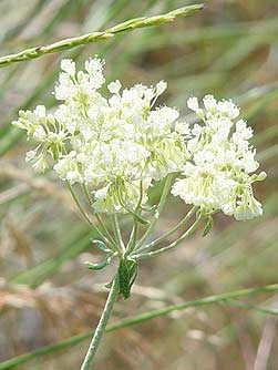 Parsnip-flowered buckwheat closeup picture