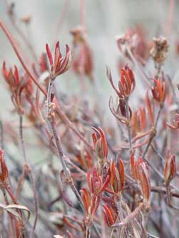 Parsnip flowered buckwheat leaves in winter