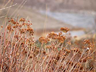 Parsnip flowered buckwheat above Ancient Lakes