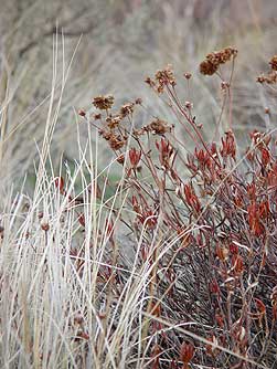 Parsnip flowered buckwheat in January