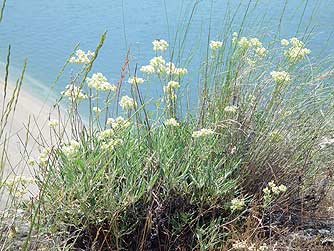 Parsnip-flowered buckwheat picture - Eriogonum heracleoides