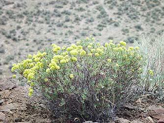 Rock buckwheat in Eastern Washington shrub-steppe