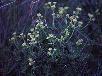 Picture of rock buckwheat  or Eriogonum sphaerocephalum