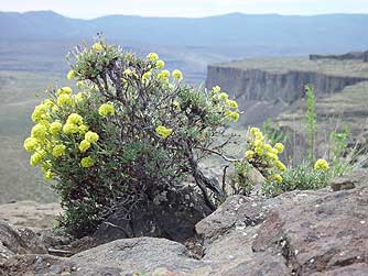 Desert Bloom - Washington scabland wildflowers