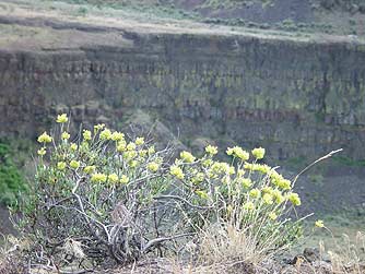 Picture of rock buckwheat overlooking coulee