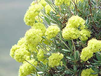 Rock buckwheat flower picture