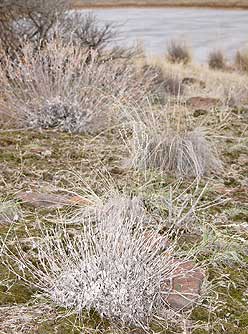 Winter snow buckwheat