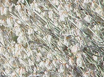 Picture of snow buckwheat flowers