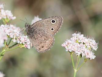 Tall wooly buckwheat - Eriogonum elatum