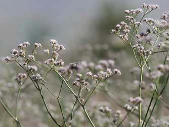 Picture of tall wooly buckwheat - Eriogonum elatum