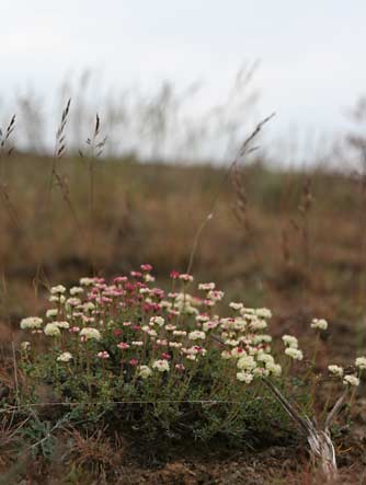 Thyme leaved buckwheat closeup picture