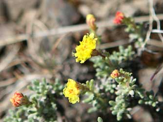 Thyme leaved buckwheat flower picture