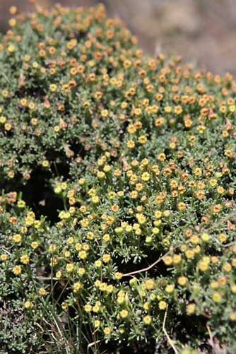 Parsnip flowered buckwheat above Ancient Lakes