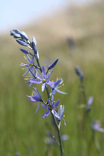 Camas flower or Indian hyacinth