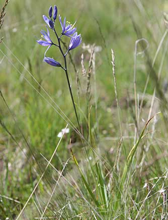 Camas plant picture, Camassia quamash