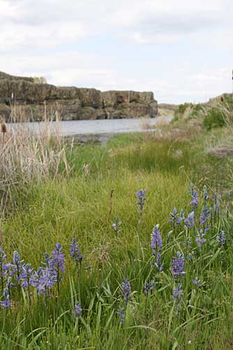 Camas at Twin Lakes, Lincoln County, WA