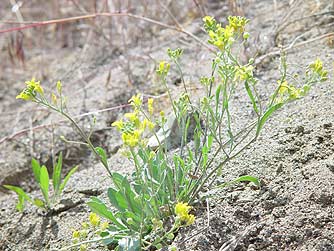 Columbia bladderpod plant picture