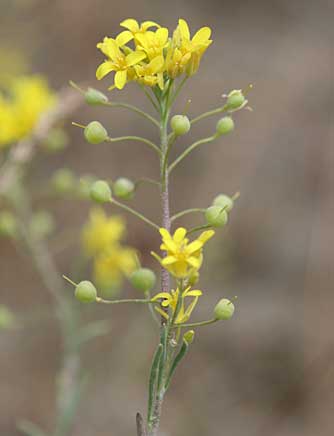 Picture of Columbia bladderpod flower