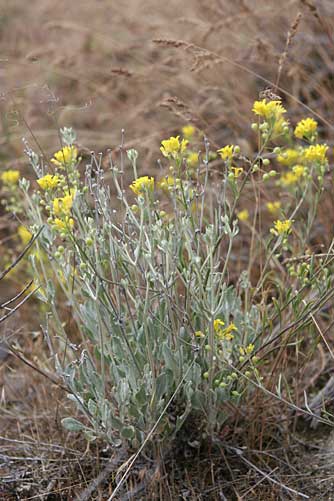 Picture of Columbia bladderpod plant or Lesquerella douglasii