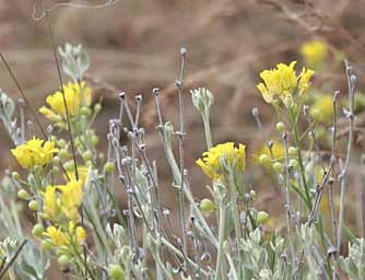 Columbia Bladderpod pictures