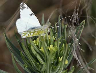 Columbian puccoon or lemonweed with a butterfly