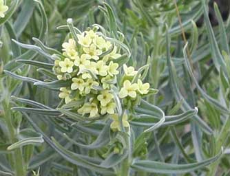 Columbian puccoon flower picture