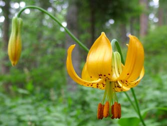 Columbian or tiger lily - Lilium columbianum