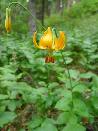 Columbian lily or Lillium columbianum blooming in June