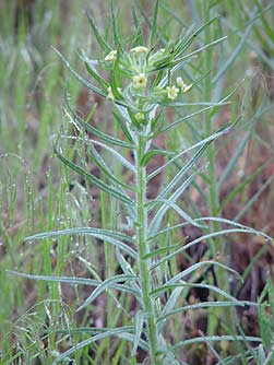 Columbian puccoon picture - Lithospermum ruderale