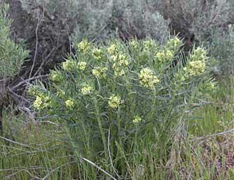 Columbian puccoon plant picture