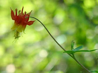 Red columbine or Aquilegia formosa at Northrup Lake, Grant County, WA