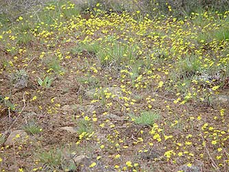 Common spring gold wildflowers