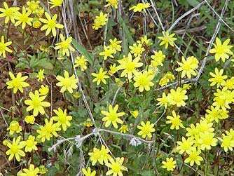 Carpet of common spring gold wildflowers