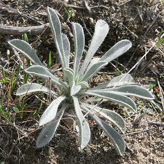 Cryptantha rosette in October