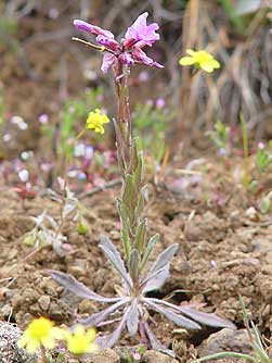 Picture of Cusick's rock cress - Arabis cusickii