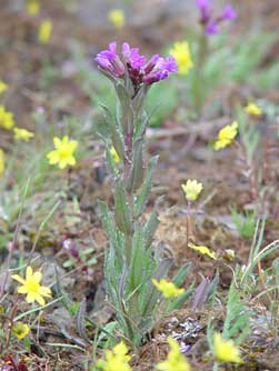 Picture of Cusick's rock cress - Arabis cusickii