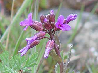 Cusick's rock cress wildflower picture