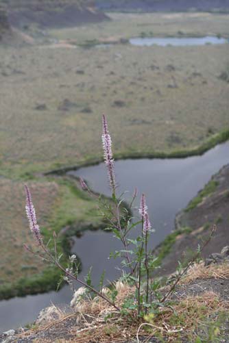 Cut leaf thelypody at Dry Falls, Washington