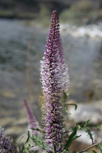 Cut leaf thelypody flowers - Thelypodium laciniatum