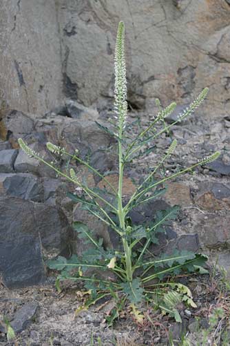Cut leaf thelypody - Thelypodium laciniatum near Ginkgo State Park