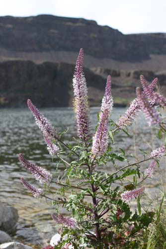 Cut leaf thelypody at Lake Lenore, Sun Lakes