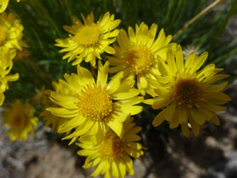 Desert yellow daisy or Erigeron linearis closeup picture